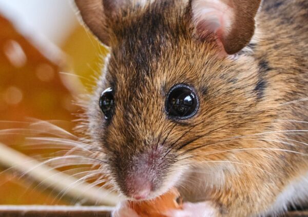 Future doctors and nurses can practice on artificial patients, future vets on artificial mice