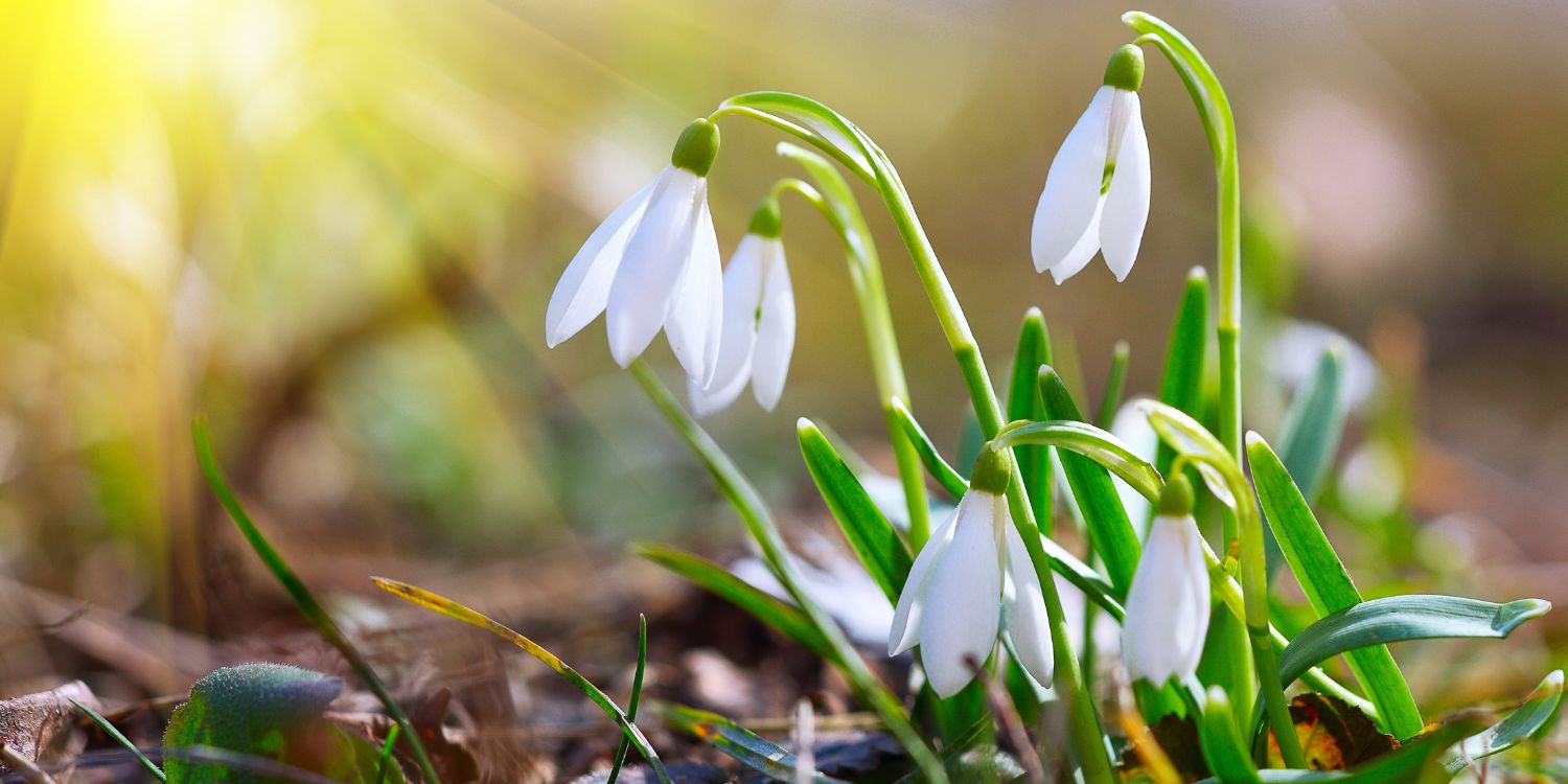 Kis fehér hóvirágok a földön, napsütéses időben.